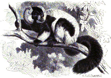 Black-and-white ruffed lemur (Varecia variegata)