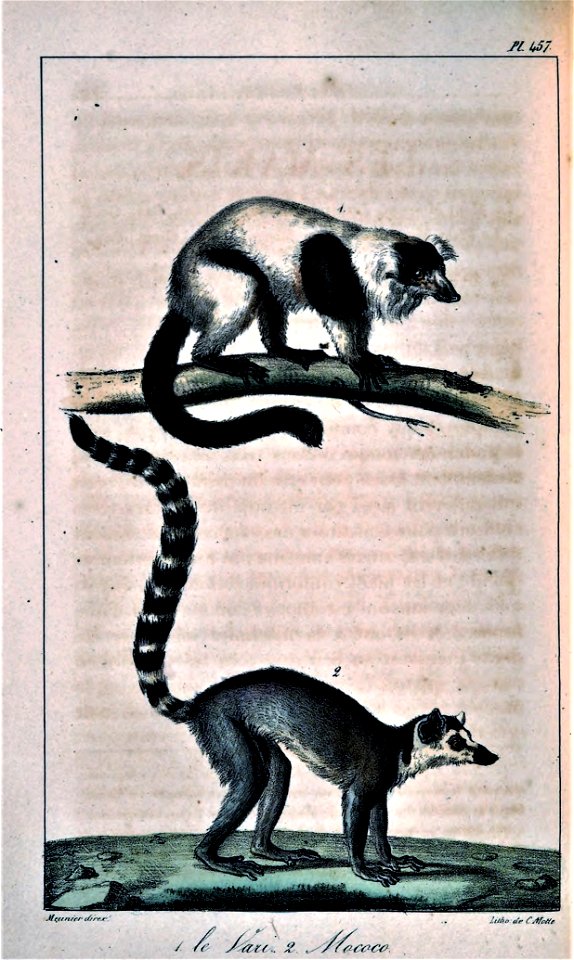 Varecia variegata & Lemur catta