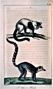 Varecia variegata & Lemur catta