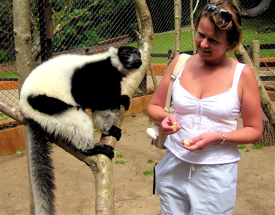 Black-and-white Ruffed Lemur Varecia variegata meets a visitor at Combe Martin Wildlife and Dinosaur Park, North Devon, England. The public are allowed into the cage because the animals are not danger