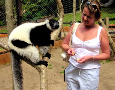 Black-and-white Ruffed Lemur Varecia variegata meets a visitor at Combe Martin Wildlife and Dinosaur Park, North Devon, England. The public are allowed into the cage because the animals are not danger