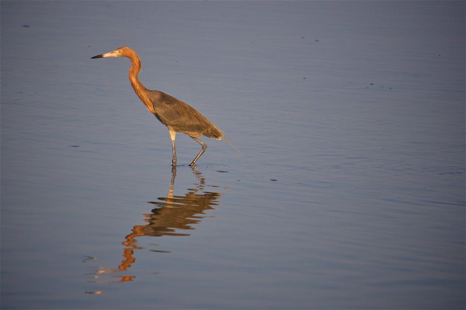 Reddish Egret (Egretta rufescens) at J.N. “Ding” Darling NWR
Credit: USFWS

Photographer: Keenan Adams