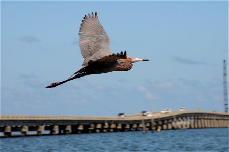 An oiled reddish egret near the water in Grand Isle, La., May 20, 2010. Oil from the damaged Deepwater Horizon wellhead began washing up on beaches here exactly one month after the drilling unit explo photo