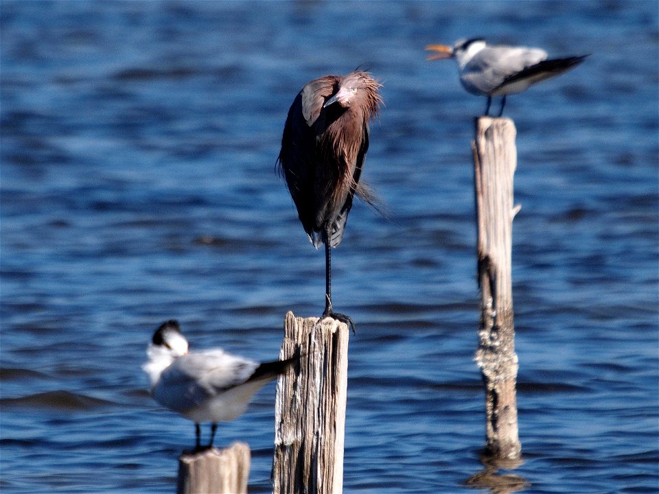 A Reddish Egret (Egretta rufescens). Photo taken with an Olympus E-P1 in the Merritt Island National Wildlife Refuge, FL, USA.Cropping and post-processing performed with The GIMP.