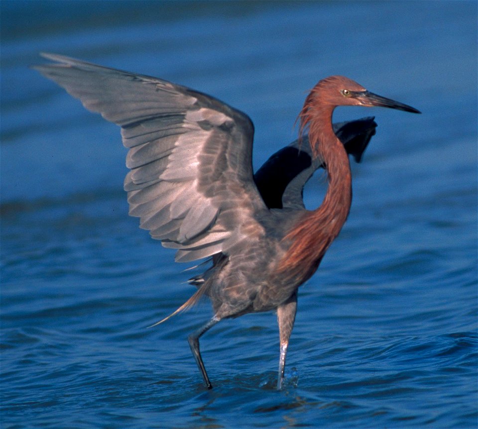 Reddish Egret (Egretta rufescens)