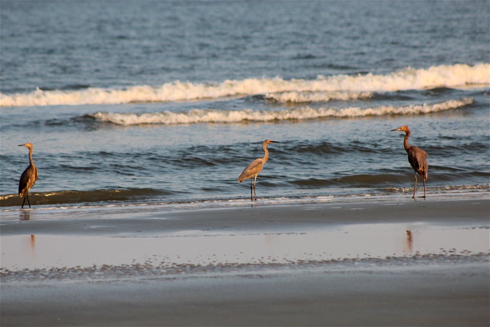 July 17, 2012 - Blackbeard Island, GA
Reddish egrets and juveniles gather on the beach to feed in the shallow waves. 

Credit: USFWS/Molly Martin