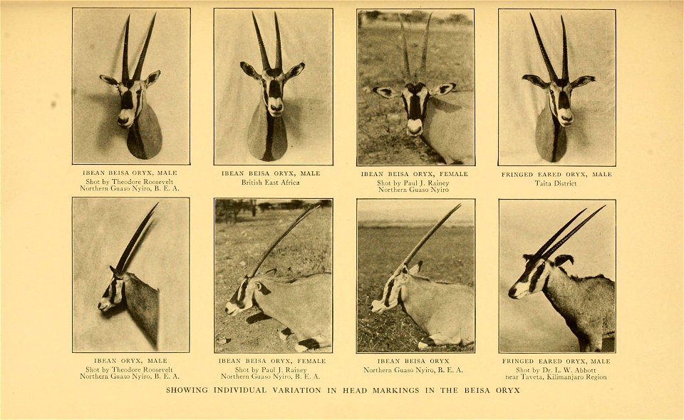 African Biodiversity Collection Life-histories of African game animals
