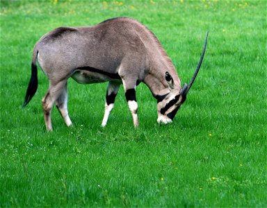 East African Oryx in ZOO Praha, Czech Republic photo
