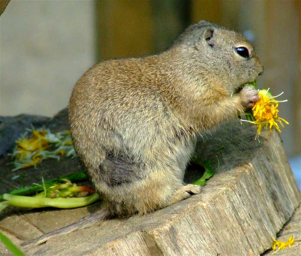 Richardson's ground squirrel (Urocitellus richardsonii)