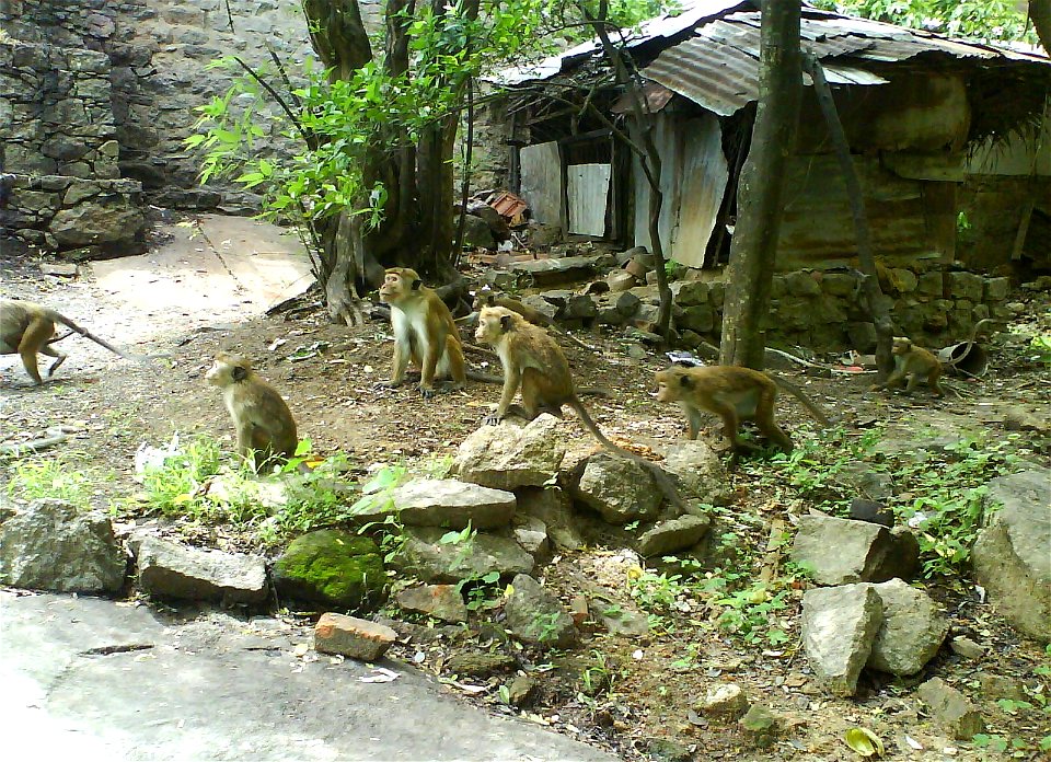 Monkeys at Ibbagala Buddhist Temple, Kurunegala, Sri Lanka