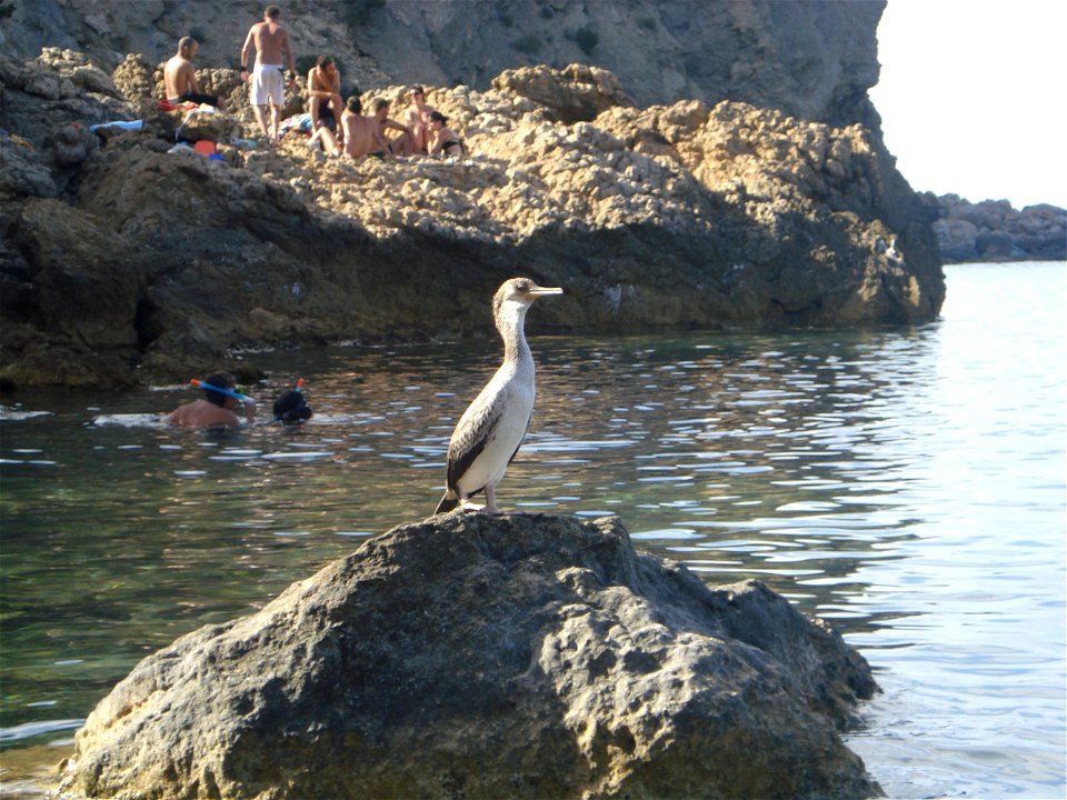 Cormoran en cala Xarraca agost 2008