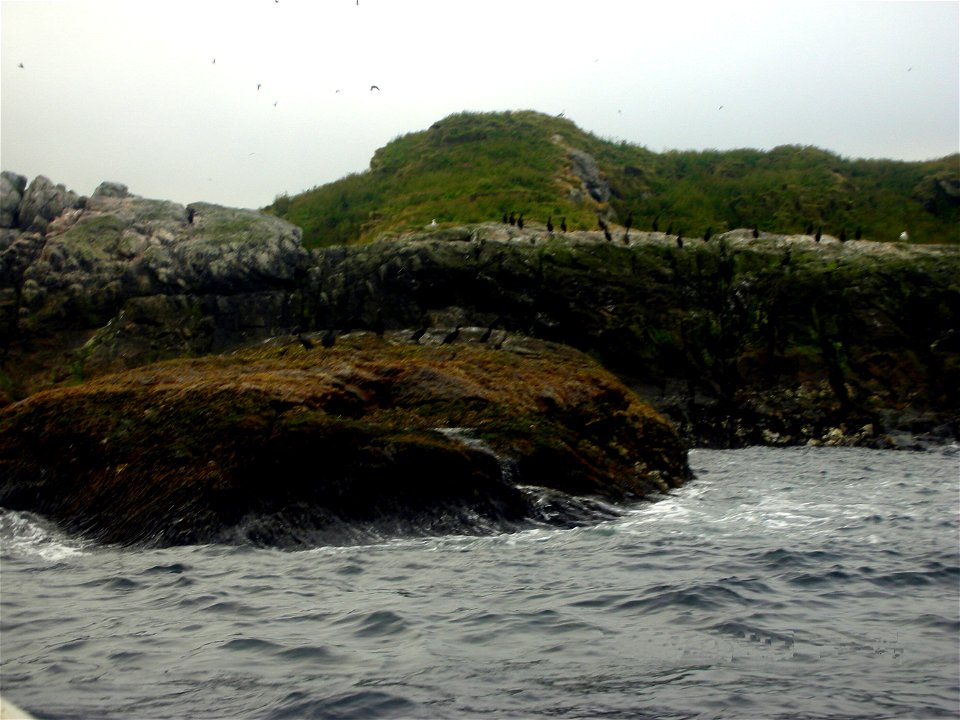 Phalacrocorax aristotelis in the nature reserve Bleiksøya, near Andenes, Norway.