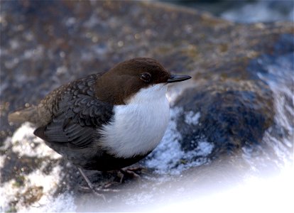 A Eurasian Dipper in Hämeenlinna, Finland