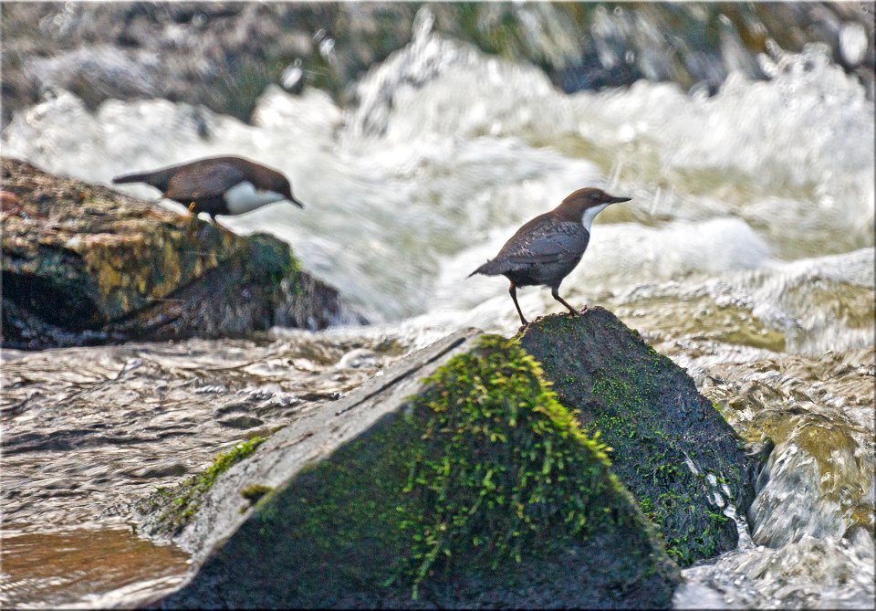 White-throated Dipper (Cinclus cinclus) at Nyfors in Tyresö municipality, Stockholm County, Södermanland, Sweden.
