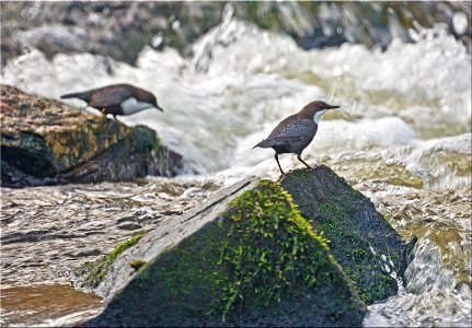 White-throated Dipper (Cinclus cinclus) at Nyfors in Tyresö municipality, Stockholm County, Södermanland, Sweden.