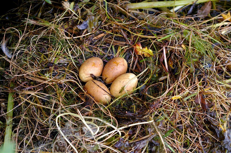 Slavonian Grebe eggs, Myvatn lake, Island. photo