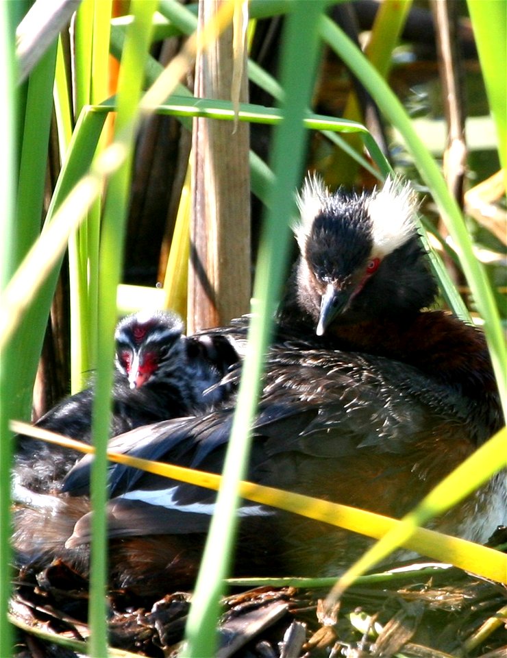 Horned Grebe (Podiceps auritus) nesting. Anchorage Coastal Wildlife Refuge, Potter's Marsh.