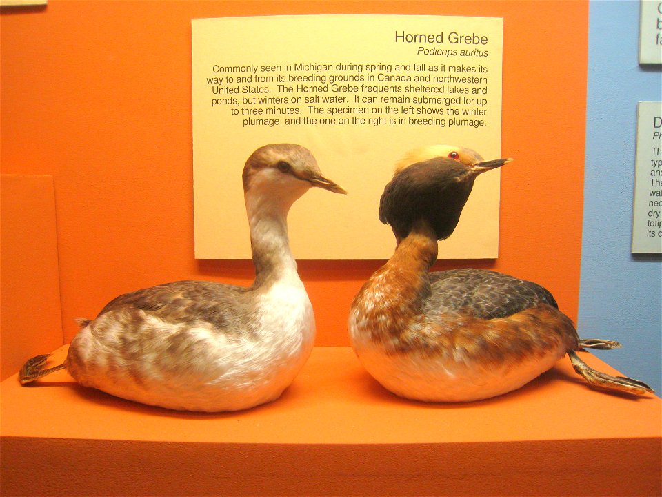 Podiceps auritus. Exhibit Museum of Natural History, University of Michigan, 1109 Geddes Avenue, Ann Arbor, Michigan, USA.