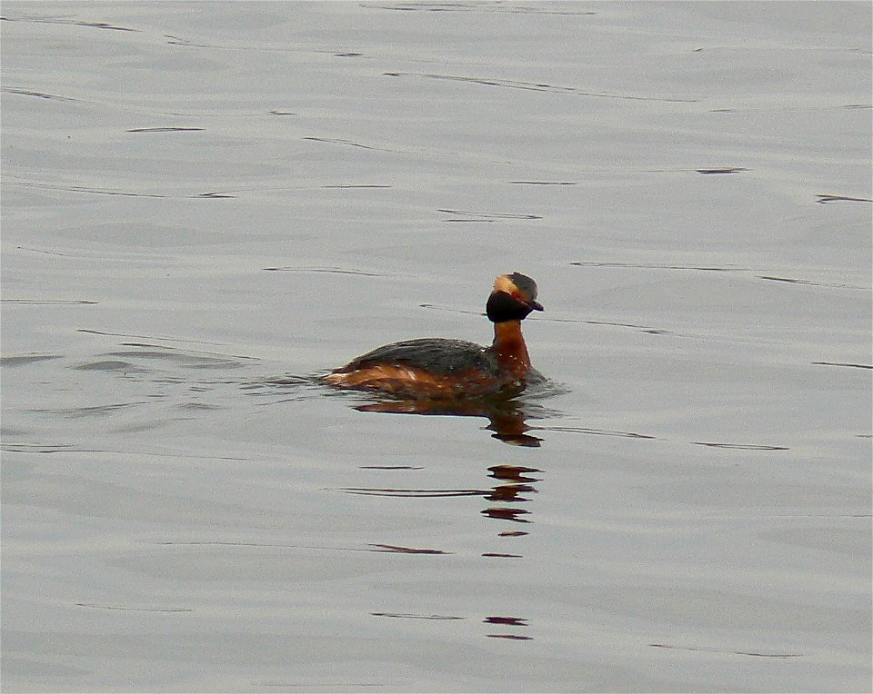 Horned grebe at Chalco Hills Recreation Area