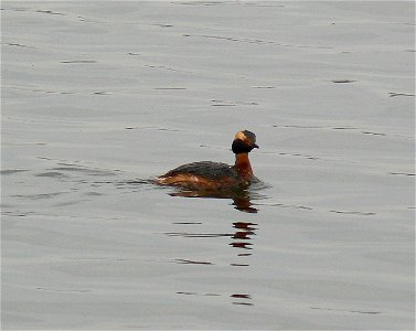 Horned grebe at Chalco Hills Recreation Area photo