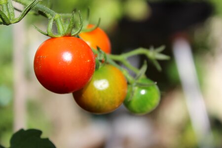 Red vitamins bio photo