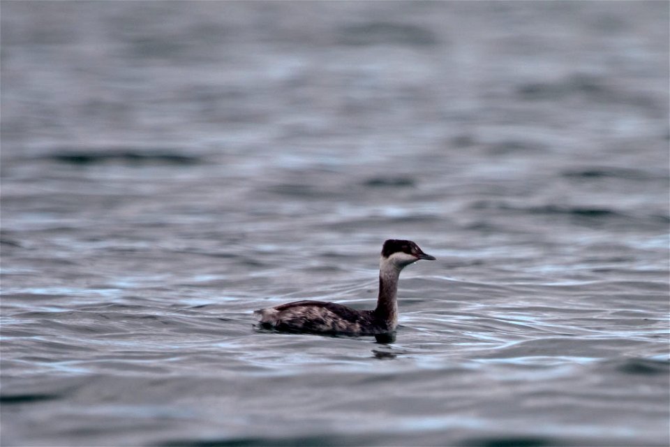 Horned Grebe You are free to use this image with the following photo credit: Peter Pearsall/U.S. Fish and Wildlife Service photo