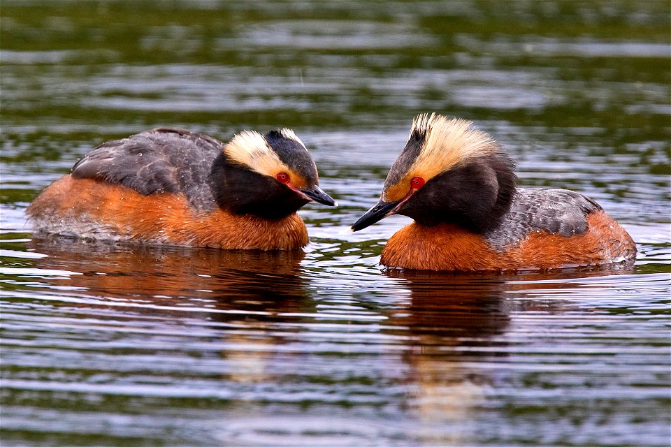 Horned Grebe pair, Denali National Park and Preserve, Alaska, USA photo