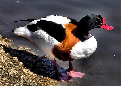 Common Shelduck Tadorna tadorna at the Wildfowl and Wetlands Trust, Slimbridge, Gloucestershire, England. photo