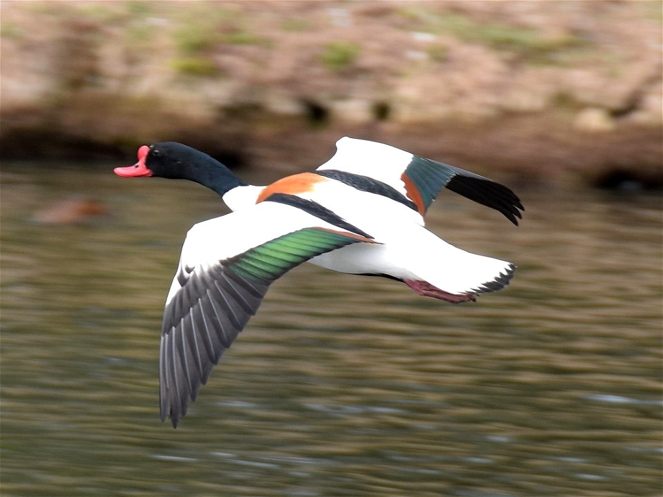 Common Shelduck (male) flying at Slimbridge Wetland Centre, Gloucestershire, England.