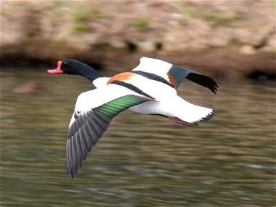 Common Shelduck (male) flying at Slimbridge Wetland Centre, Gloucestershire, England.