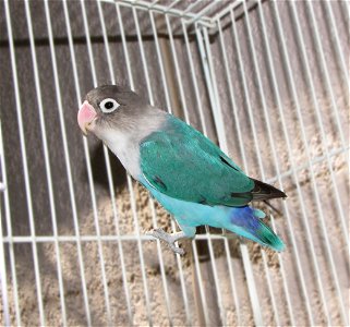 A captive Masked lovebird (Agapornis personata) of the blue mutant variety.