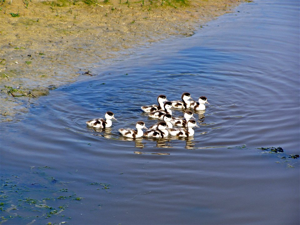 Young Common Shelducks (Tadorna tadorna), Borkum, Germany