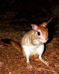 Captive Springhare, Henry Doorly Zoo, Omaha Nebraska.
