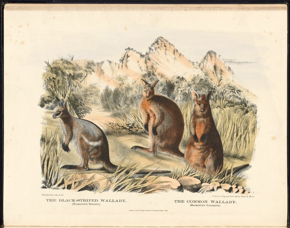 in The Mammals of Australia