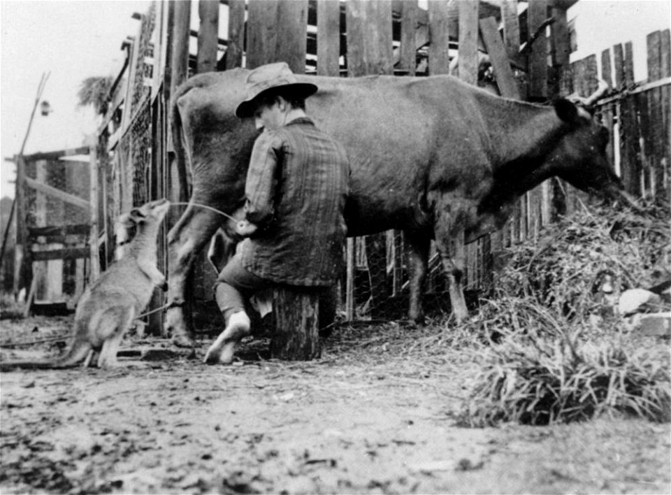 Thirsty wallaby on a Queensland property.
A man is giving the wallaby milk straight from a cow.