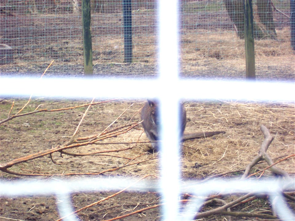 A wallaby at Five Sisters zoo park, Lothian.
