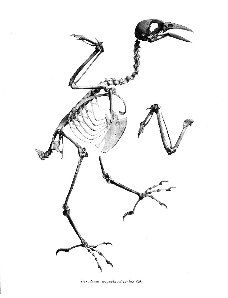 Bird skeletons. Paradisaea raggiana augustaevictoriae