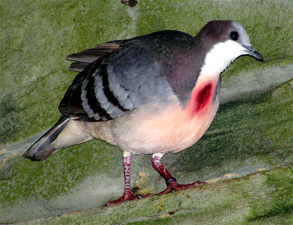 Luzon Bleeding Heart Dove in the Wallace Aviary at Bristol Zoo, Bristol, England.
