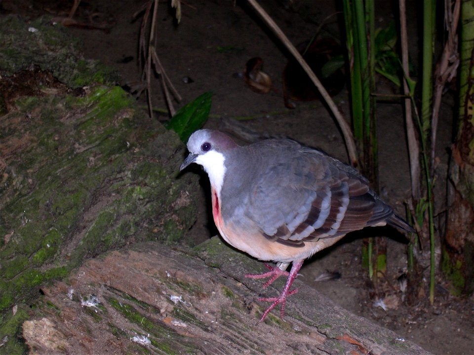A Luzon bleeding-heart pigeon (Gallicolumba luzonica)
