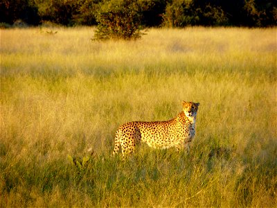 Gepard in Chobe National Park, Botswana photo