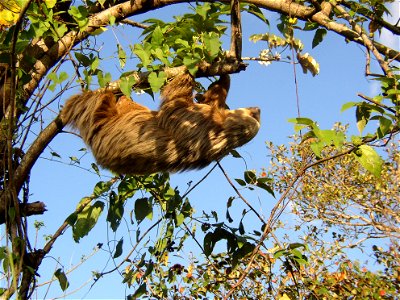 Female Two Fingered Sloth at Cerro Azul, Panama