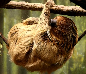 Linnaeus's Two-toed Sloth (Choloepus didactylus) at the Buffalo Zoo