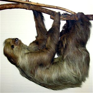 Linnaeus’s Two-toed Sloth Choloepus didactylus (stuffed) in Bristol Museum, Bristol, England.

Taken by Adrian Pingstone in February 2006 and placed in the public domain.