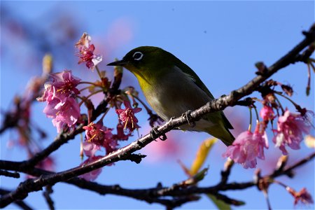 カワヅザクラの吸蜜に来たメジロ. 三浦海岸駅付近で撮影.