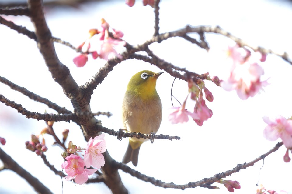 カワヅザクラを吸蜜するメジロ.　都内某所で撮影.