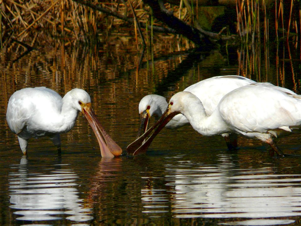tre spatole bianche (Platalea leucorodia) cacciano in uno stagno. Oasi s.Alessio zoo, Pavia, Italia