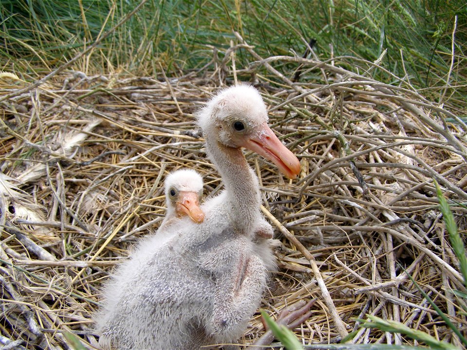 young spoonbill in the nest, Ostfriesland, lower saxony, Germany
