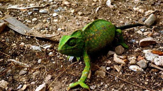 Camaleón común (Chamaeleo chamaeleon) en la rambla de El Portús en Galifa (Cartagena, Spain).