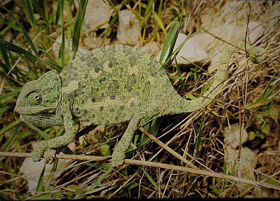 Chamaeleon1 eine halbe Minute vor Chamaeleon2, auf Kreta