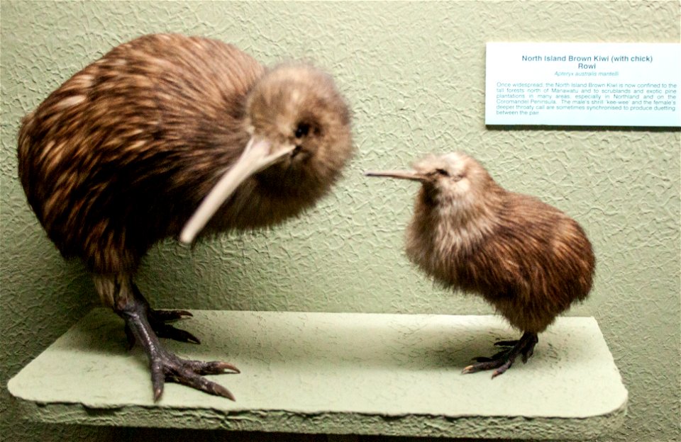 North Island Brown Kiwilabel QS:Len,"North Island Brown Kiwi"
label QS:Lhu,"Északi-szigeti barna kivi"